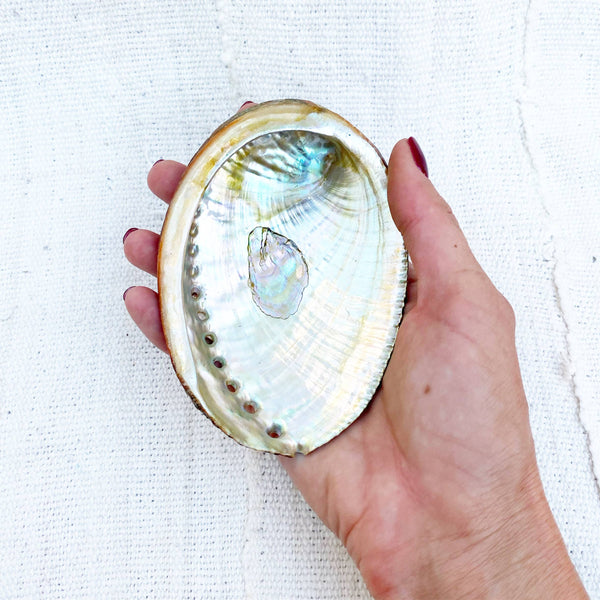 Mama Earth Abalone Shell, 3 Sizes