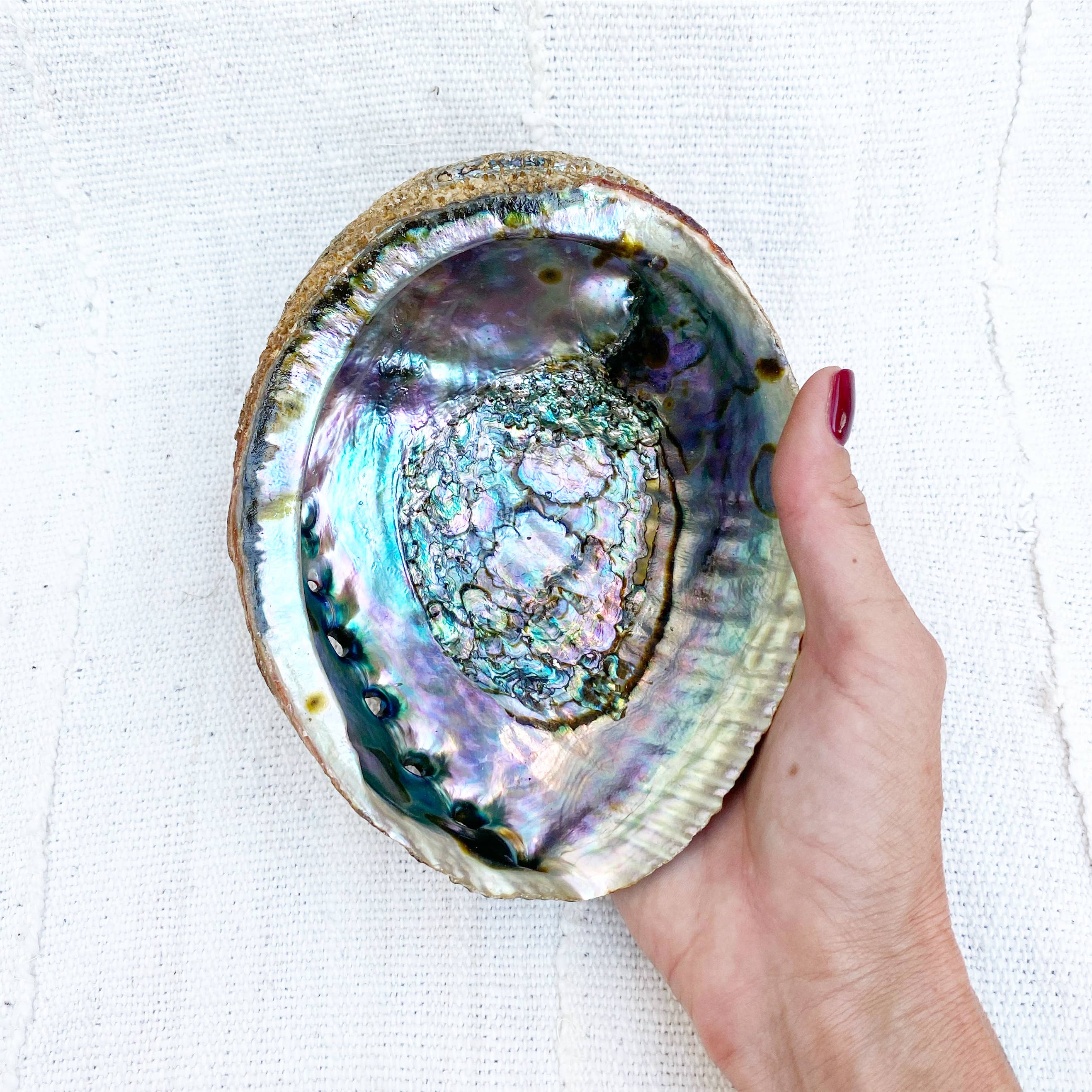 Mama Earth Abalone Shell, 3 Sizes – Mi Vida Uvalde