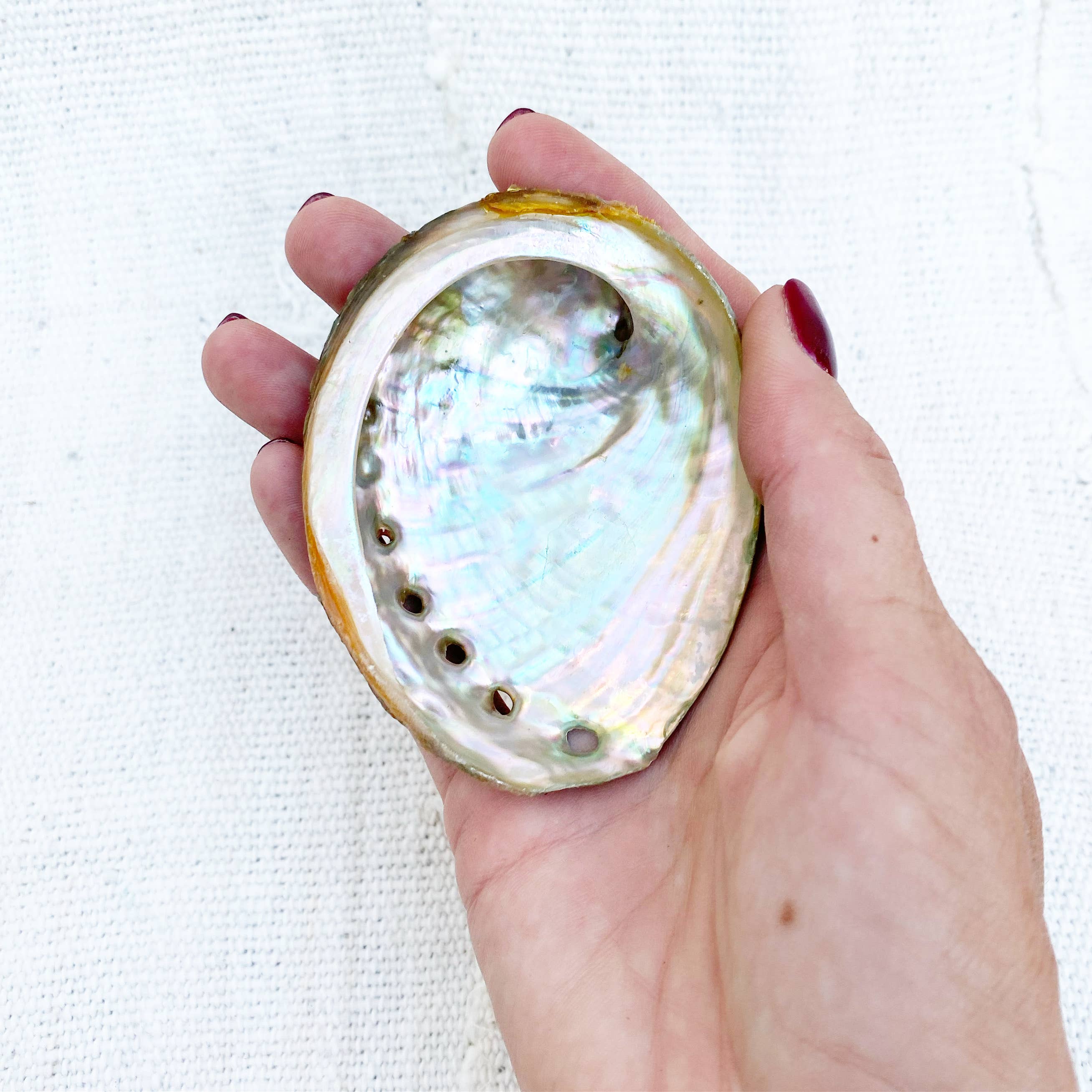 Mama Earth Abalone Shell, 3 Sizes – Mi Vida Uvalde